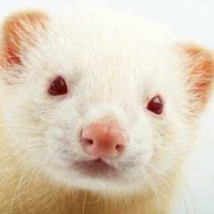 furaoalbino